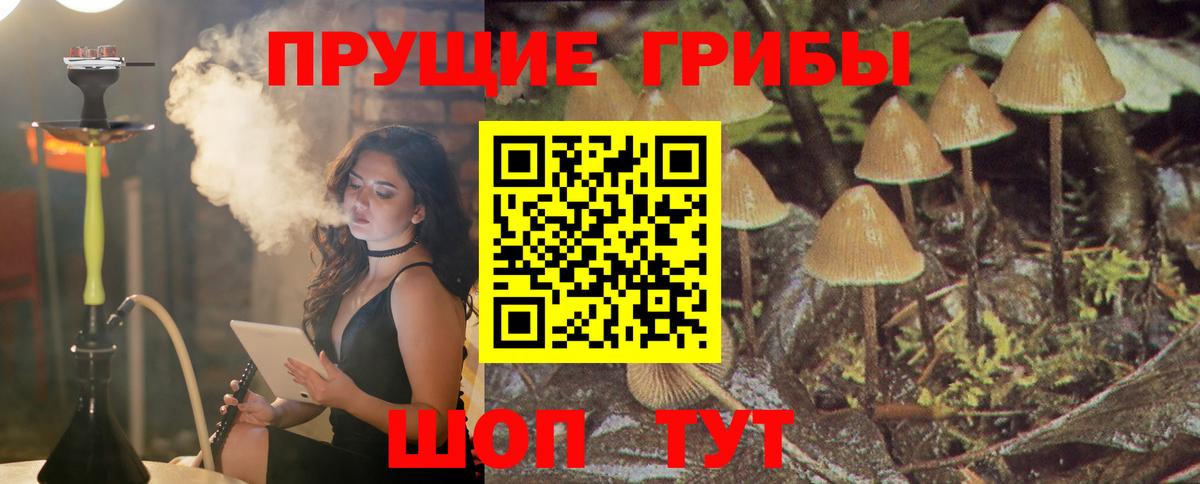 Псилоцибиновые грибы Psilocybe Старая Русса